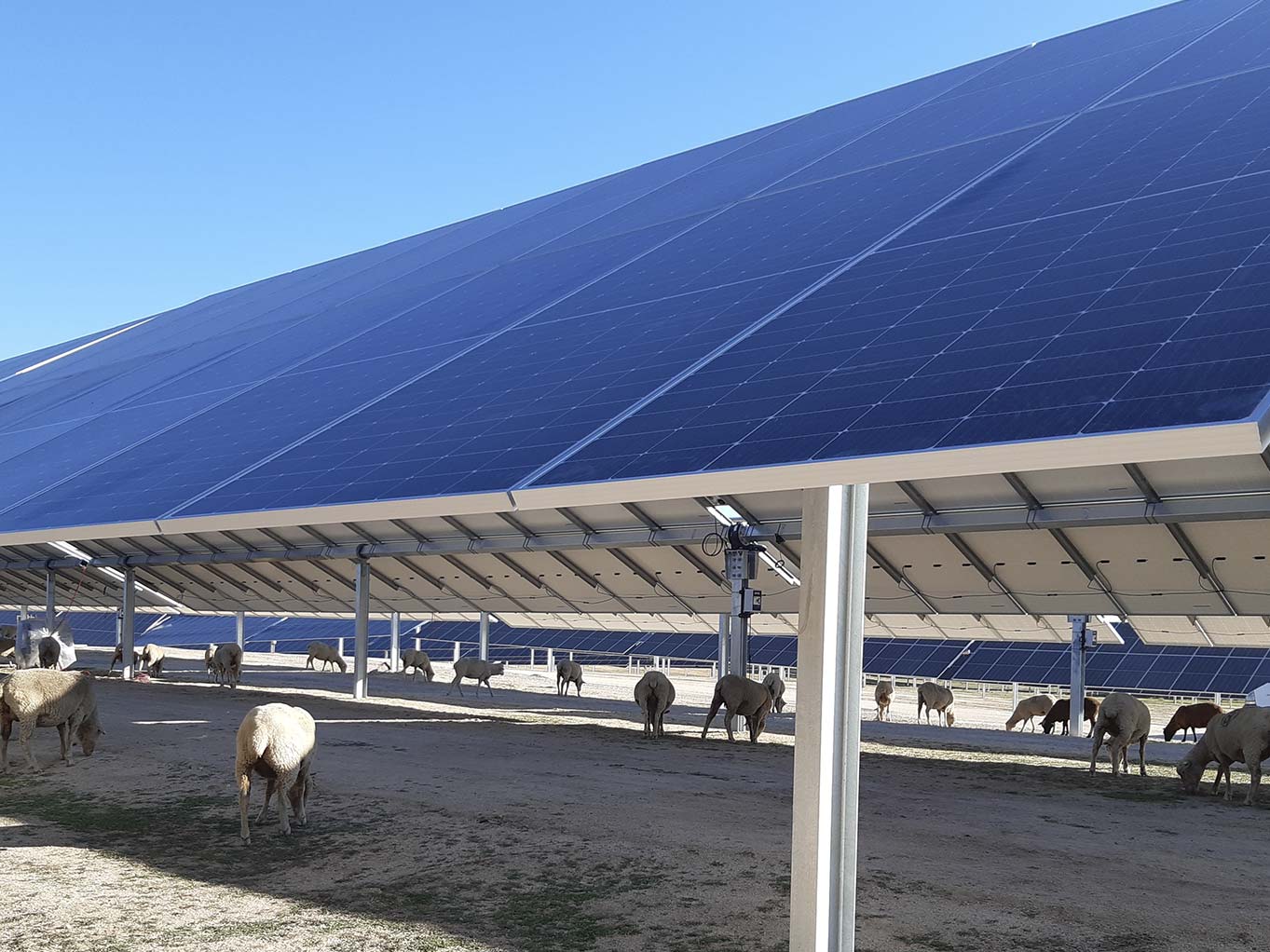 Alterna Energía será la encargada del mantenimiento de tres plantas fotovoltaicas en Cáceres